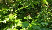 Trail Walking Le Marigot - Boucle Pol Nord - Papin via Hbt Lagrange - Photo 9