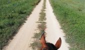 Trail Horseback riding Loisy - simandre - Photo 1