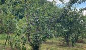 Tour Wandern Aarschot - SGR Hageland: de Aarschot à Wezemaal - Photo 13