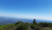 Trail Walking Céret - pic des salines depuis fontfrede via coll del pou de la neu . pic des salines .coll des cirerers  . fontfrede - Photo 6