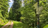 Trail Walking Bad Peterstal-Griesbach - Buhlbachsee & Lotharpfad - Photo 16