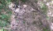 Trail Walking Mouthier-Haute-Pierre - gorges de noailles  - Photo 15