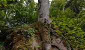 Trail Walking Champagney - Grotte prisonniers allemands - château Etobon - Etobon - Photo 2