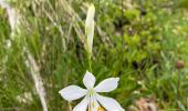 Tour Wandern Saint-Pierre-de-Chartreuse - Le charmant Som en Boucle - Photo 11