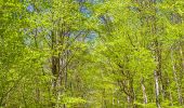 Tour Zu Fuß Ebern - Lauftour EBN3 - Photo 6