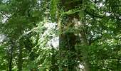 Tour Wandern Lacombe - En forêt de la Loubatière - Photo 1