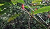 Tour Wandern Le Lorrain - Boucle Morne Jacob - Photo 3