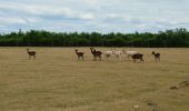 Tour Wandern Courçay - Courçay - Reignac-sur-Indre - 14.1km 145m 3h05 - 2020 06 20 - Photo 2