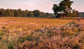 Tour Zu Fuß Haltern am See - Westruper Heide Rundweg A3 - Photo 1