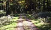 Tocht Te voet Tenneville - 5. Promenade du Tram - Photo 2