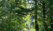 Randonnée Marche Villers-la-Ville - Villers-la-Ville - promenade derrière le Chalet de la Forêt  - Photo 1