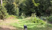 Randonnée Marche Neufchâteau - Hosseuse début GR 151 puis boucle retour  - Photo 1