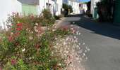 Tocht Stappen La Flotte - Île de Ré  la flotte - Photo 9