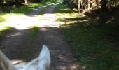 Percorso Equitazione Métairies-Saint-Quirin - rond pré baronnie château Turquestein la forêt  - Photo 14