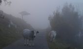 Percorso A piedi Dolcedo - AM2 - Alpi Mare 2 - Photo 2