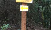 Trail Walking Tanneron - Mimosa  - Photo 8