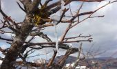 Tour Wandern La Chapelle-en-Vercors - Belvédère de Revoulat - Photo 15