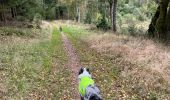 Randonnée Marche Martelange - Dans l’intimité d’une forêt  - Photo 10