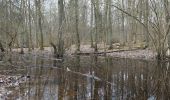 Percorso A piedi Ober-Mörlen - Wanderwege Winterstein - Keiler - Photo 10