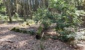 Excursión Senderismo Steinsel - Ballade en forêt de Grünewald  - Photo 8