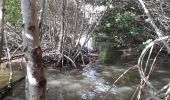 Excursión Senderismo La Trinité - Usine cannaie du Galion mangrove rose en boucle  - Photo 12