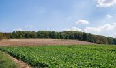 Percorso A piedi Warburg - Rundwanderweg 