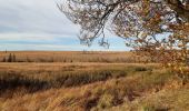 Tour Wandern Weismes - botrange - tour de la fagne wallonne  - Photo 4