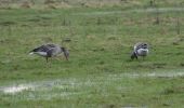 Tour Wandern Eijsden-Margraten - 20220224 - Oost Martland Ornithologique 2.3 Km - Photo 3