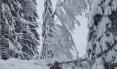 Tocht Sneeuwschoenen La Pesse - Ambossieux /La Pesse par tire fesse  - Photo 1