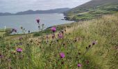 Randonnée Marche West Cork - Dursey Sound - Allihies beach - Photo 11