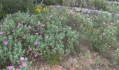 Tour Wandern La Valette-du-Var - le Coudon par les crêtes  - Photo 1