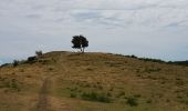 Tour Wandern Murbach - Murbach - Grand Ballon - Lac du Ballon - Col du Wolfsgrube - Photo 7