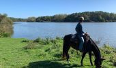 Trail Horseback riding Marzan - La Vilaine Peaule - Photo 8