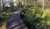 Tour Wandern Pelt - Tweelandenpad Hageveen De Plateaux - Photo 1