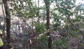 Trail Walking La Trinité -  Galion mangrose en boucle  - Photo 7