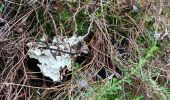 Percorso  Kalmthout - Verkorte reewandeling - Photo 4