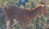 Tour Wandern Montmeyan - Basses gorges du verdon  - Photo 8