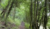 Trail Walking Houyet - Houyet - Hour - Wiesme - Mesnil-Eglise - Photo 12