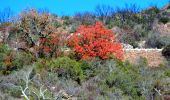 Tocht Stappen La Garde-Freinet - SityTrail - Fort Freinet-la Garde-Freinet-02-06-23 - Photo 12