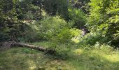 Tour Wandern Chalmazel-Jeansagnière - Au dessus de Chalmazel  - Photo 7
