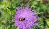 Tour Wandern Marcoux - Ballade au volcan Montaubourg  - Photo 3