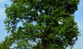 Tocht Te voet Lauffen am Neckar - Panoramaweg Hölderlin und Wein (RWW1) - Photo 4