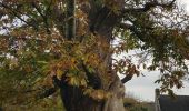Trail Walking Crac'h - PR_56_Crach_AA_01_Plas-Caer_Circuit4a_20191117 - Photo 3