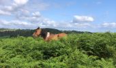 Tocht Stappen Hasparren - Boucle Paxkoenea - Photo 1