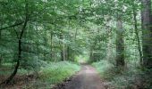 Excursión Senderismo Namur - aiguilles et forêt domaniale de Marche les Dames - Photo 10