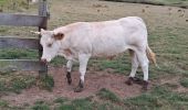 Tour Wandern Wissant - PAS DE CALAIS: WISSANT - CAP GRIS NEZ - Photo 4