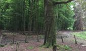 Excursión A pie Tervuren - Arboretumwandeling - Photo 5
