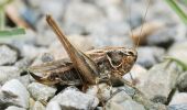 Trail On foot Artignosc-sur-Verdon - Vaumougne - Photo 2