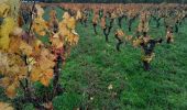 Tour Wandern Corconne - Corconne vignes garrigue oliveraies  - Photo 2