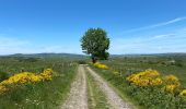 Trail Walking Recoules-d'Aubrac - Au temps des fleurs et des genêts - Photo 11